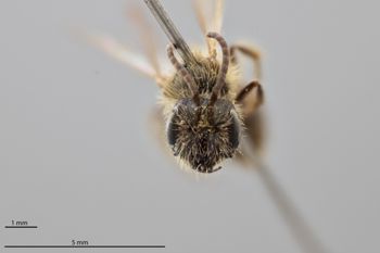 Media type: image;   Entomology 774085 Aspect: head frontal view
